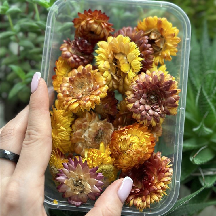 Сухоцветы цветы Гелихризум, 1 упаковка — картинка 3