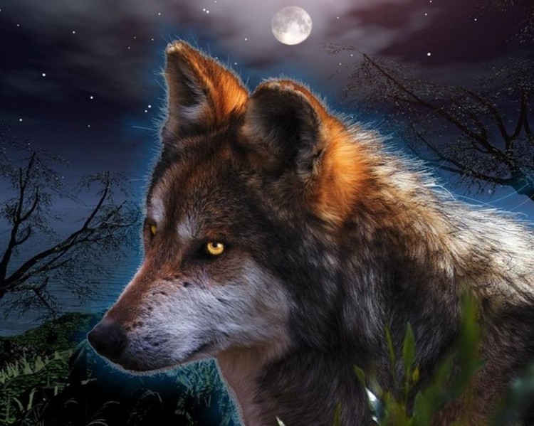 Картина по номерам «Ночной волк»