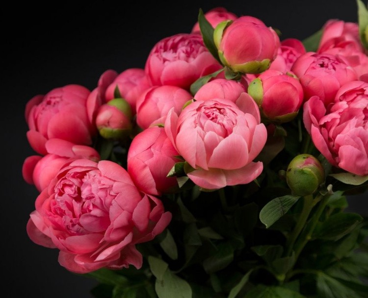 Картина по номерам «Расцветающие пионы» — картинка 2