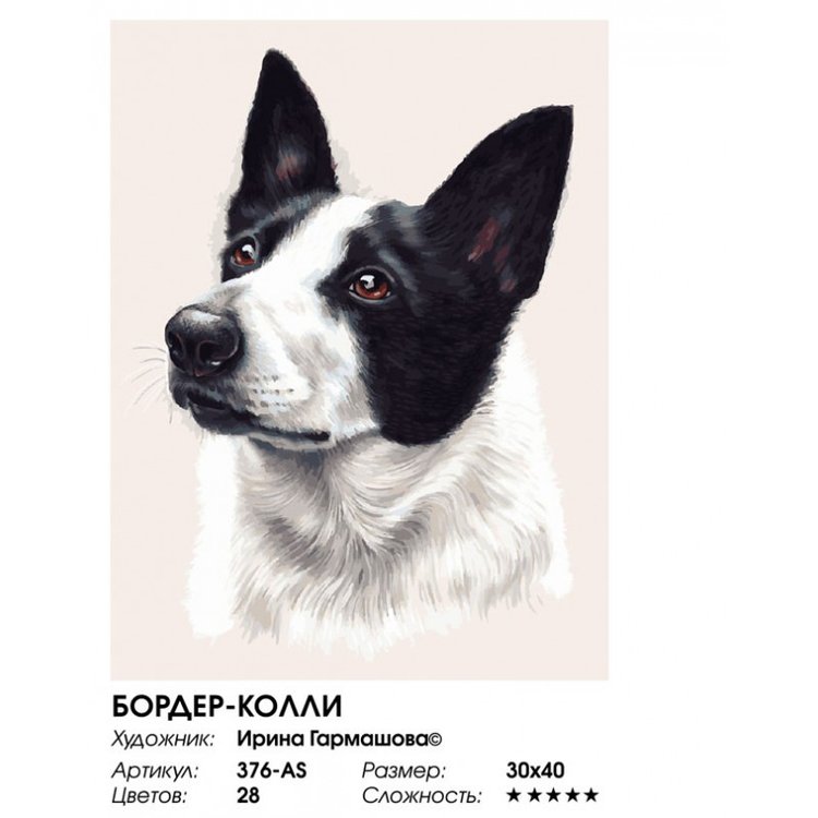 Картина по номерам «Бордер-колли» — картинка 2