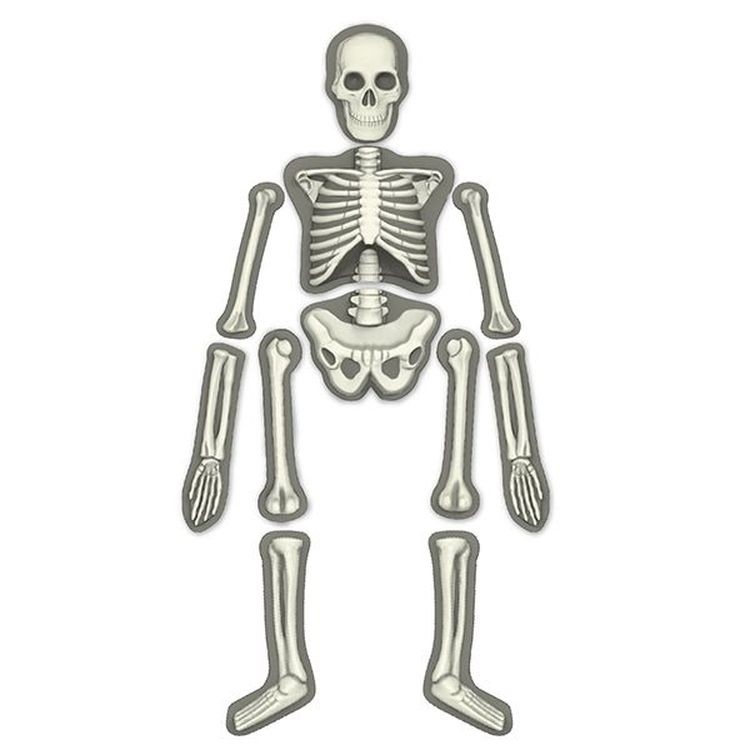 Набор юного врача «Скелет человека» — картинка 3