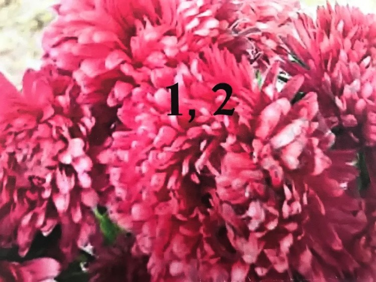 Вышивка лентами «Розовые астры» — картинка 6