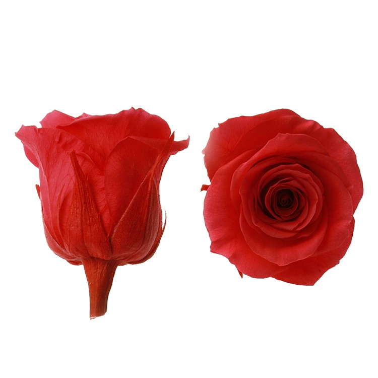 Стабилизированный цветок Роза (красная), 1 бутон