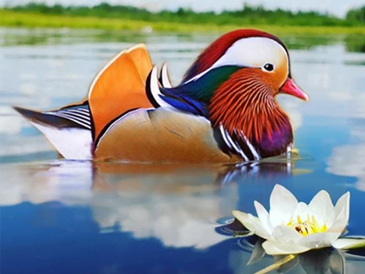 Алмазная вышивка «Утка - мандаринка» — картинка 2