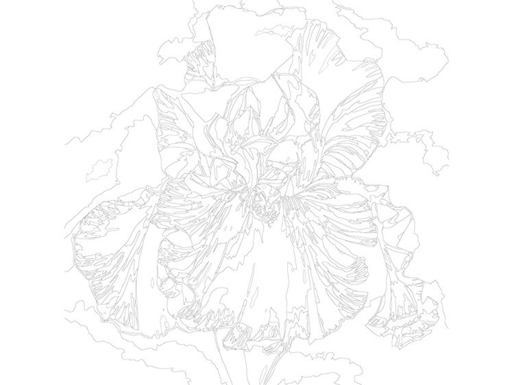 Картина по номерам «Ирис» — картинка 3