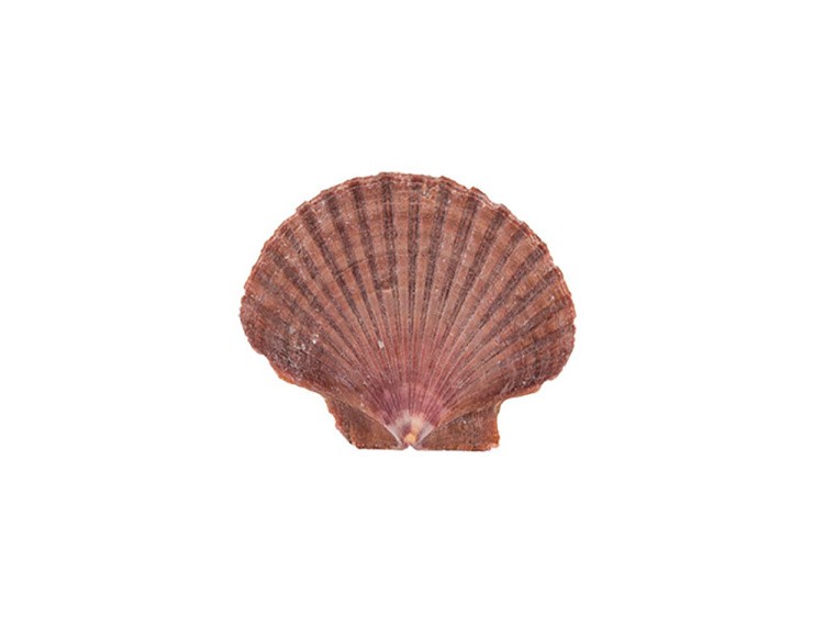 Ракушка декор Mexican Flat Scallop, DRF-002, 2.75-3.25 дюйма, 3 шт., Zlatka/Blumentag