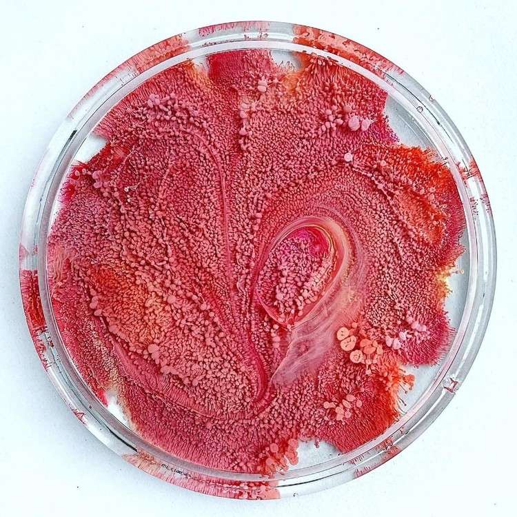 Набор красок для Петри (12 цветов по 5 мл), Kamenskaya Ink — картинка 11