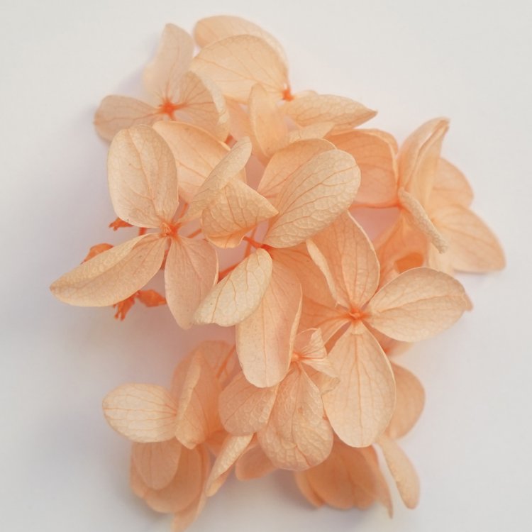 Стабилизированные цветы Гортензии (оранжевые) — картинка 2