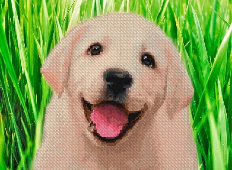 Алмазная вышивка «Щенячья радость» — картинка 2