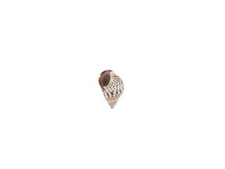Ракушки декор Nassa Pussata Asstd, DRF-010, 0.25-1 дюйм, 100 г, Zlatka/Blumentag Ракушки декор Nassa Pussata Asstd, DRF-010, 0.25-1 дюйм, 100 г, Zlatka/Blumentag