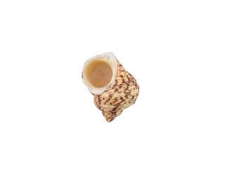 Ракушки декор Turbo Chrysostomus, DRF-024, 1.25-2.75 дюйма, 5 шт., Zlatka/Blumentag Ракушки декор Turbo Chrysostomus, DRF-024, 1.25-2.75 дюйма, 5 шт., Zlatka/Blumentag