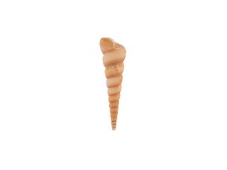 Ракушки декор Turritella Terebra, DRF-025, 2-4 дюйма, 5 шт., Zlatka/Blumentag Ракушки декор Turritella Terebra, DRF-025, 2-4 дюйма, 5 шт., Zlatka/Blumentag