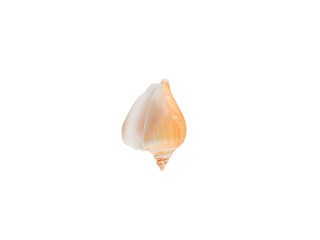 Ракушки декор Strombus Canarium, DRF-017, 2-2.5 дюйма, 3 шт., Zlatka/Blumentag Ракушки декор Strombus Canarium, DRF-017, 2-2.5 дюйма, 3 шт., Zlatka/Blumentag