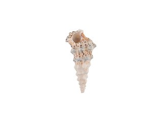 Ракушки декор Cerethium Nodolosum Asstd, DRF-033, 1.75-3.75 дюйма, 5 шт., Zlatka/Blumentag Ракушки декор Cerethium Nodolosum Asstd, DRF-033, 1.75-3.75 дюйма, 5 шт., Zlatka/Blumentag