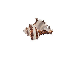 Ракушки декор Vasum Cornigerum, DRF-026, 1.25-2.5 дюйма, 3 шт., Zlatka/Blumentag Ракушки декор Vasum Cornigerum, DRF-026, 1.25-2.5 дюйма, 3 шт., Zlatka/Blumentag
