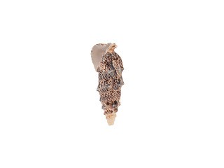Ракушки декор Cerethium Aloco, DRF-032, 1.75-2.5 дюйма, 5 шт., Zlatka/Blumentag Ракушки декор Cerethium Aloco, DRF-032, 1.75-2.5 дюйма, 5 шт., Zlatka/Blumentag