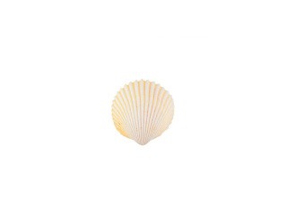 Ракушки декор Cardium Flavus, DRF-030, 1.5-2.5 дюйма, 15 шт., Zlatka/Blumentag Ракушки декор Cardium Flavus, DRF-030, 1.5-2.5 дюйма, 15 шт., Zlatka/Blumentag