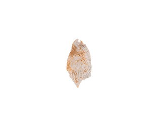 Ракушки декор Strombus Aurisdiane Asstd, DRF-016, 2-2.5 дюйма, 3 шт., Zlatka/Blumentag Ракушки декор Strombus Aurisdiane Asstd, DRF-016, 2-2.5 дюйма, 3 шт., Zlatka/Blumentag