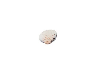 Ракушки декор Venus Clam, DRF-027, 0.75-1.5 дюйма, 20 шт., Zlatka/Blumentag Ракушки декор Venus Clam, DRF-027, 0.75-1.5 дюйма, 20 шт., Zlatka/Blumentag