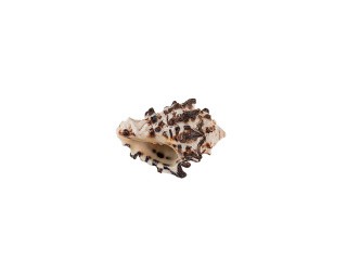 Ракушки декор Murex Endivia, DRF-004, 1.75-3.5 дюйма, 3 шт., Zlatka/Blumentag Ракушки декор Murex Endivia, DRF-004, 1.75-3.5 дюйма, 3 шт., Zlatka/Blumentag