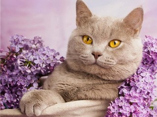 Алмазная вышивка «Кот в сирени» Алмазная вышивка «Кот в сирени»