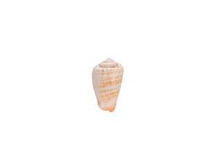 Ракушки декор Strombus Luhuanus, DRF-019, 1.25-2 дюйма, 5 шт., Zlatka/Blumentag Ракушки декор Strombus Luhuanus, DRF-019, 1.25-2 дюйма, 5 шт., Zlatka/Blumentag