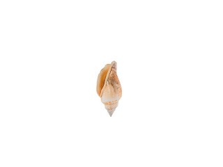 Ракушки декор Strombus Urceus, DRF-021, 0.75-2 дюйма, 15 шт., Zlatka/Blumentag Ракушки декор Strombus Urceus, DRF-021, 0.75-2 дюйма, 15 шт., Zlatka/Blumentag
