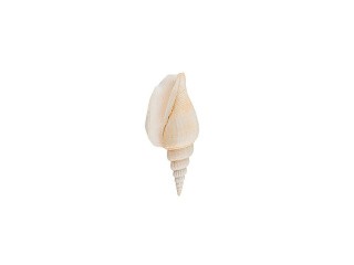 Ракушки декор Strombus Vittatus, DRF-020, 1.25-2 дюйма, 5 шт., Zlatka/Blumentag Ракушки декор Strombus Vittatus, DRF-020, 1.25-2 дюйма, 5 шт., Zlatka/Blumentag