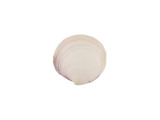 Ракушки декор Codakia Tigrina, DRF-001, 1.75-3.25 дюйма, 3 шт., Zlatka/Blumentag Ракушки декор Codakia Tigrina, DRF-001, 1.75-3.25 дюйма, 3 шт., Zlatka/Blumentag